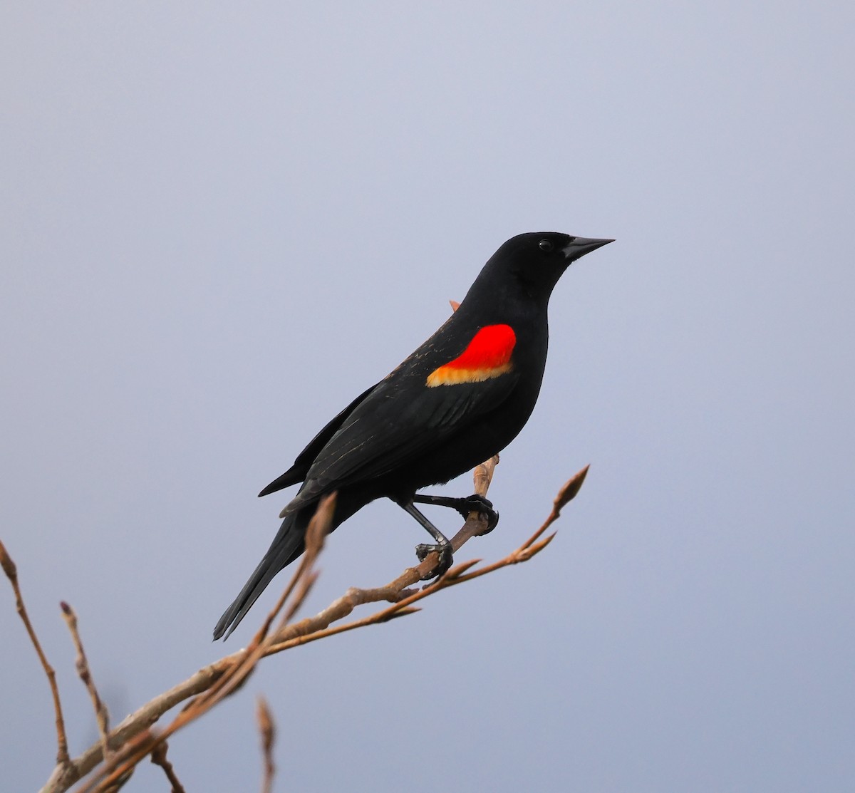 Red-winged Blackbird - ML631688493