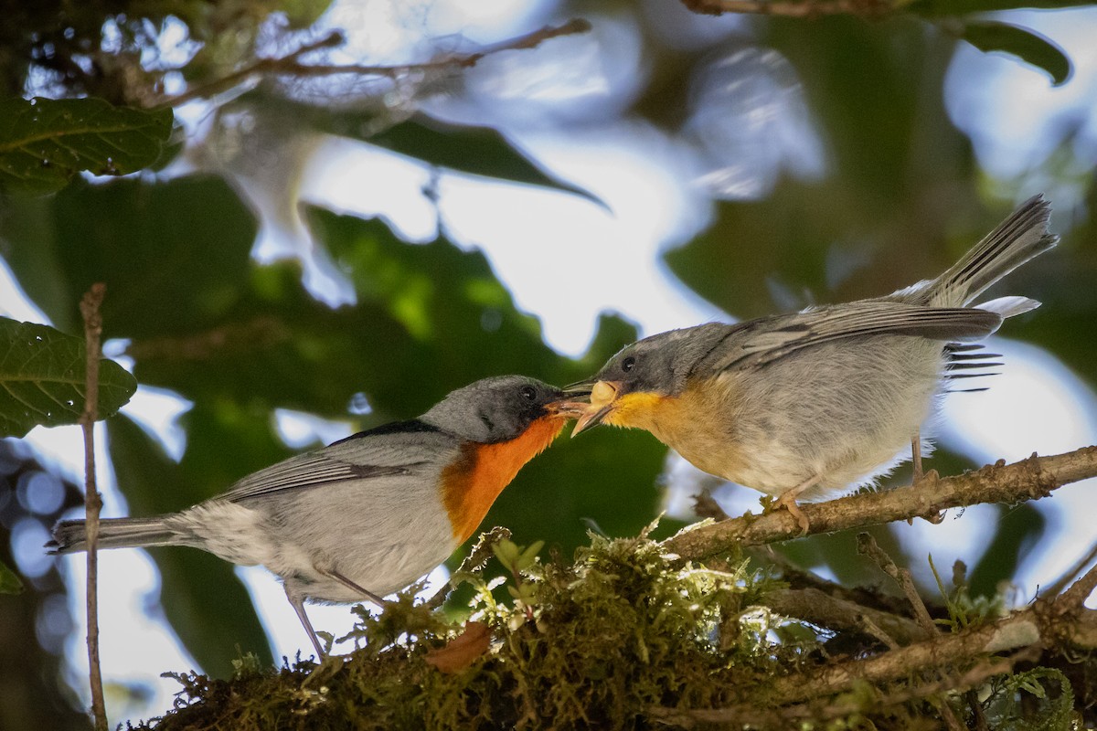 Flame-throated Warbler - ML631688607