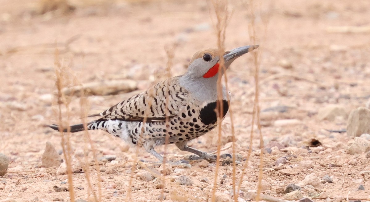 Northern Flicker (Red-shafted) - ML631688663