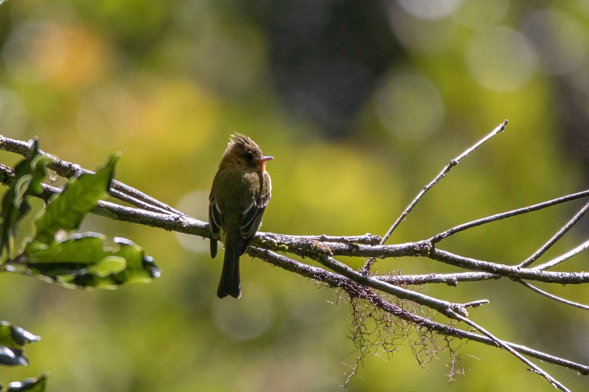 Tufted Flycatcher - ML631688711