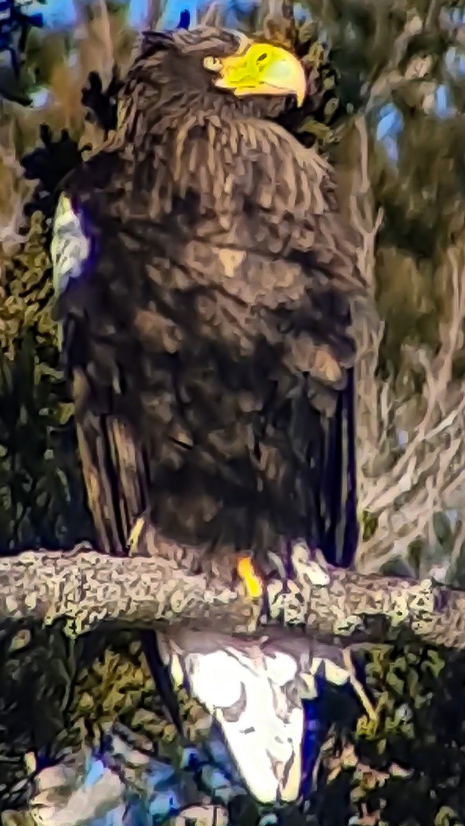 Steller's Sea-Eagle - ML631688713