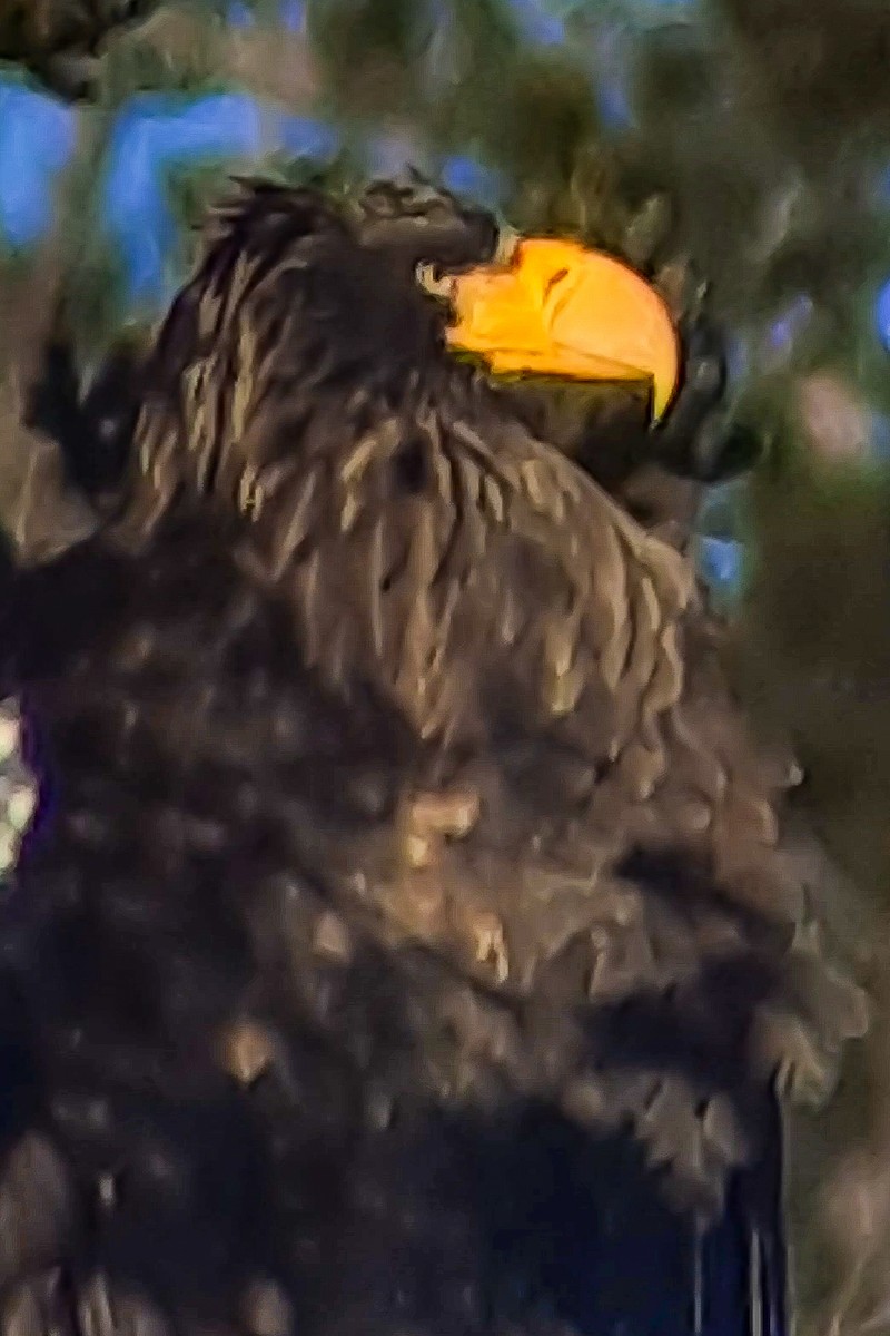 Steller's Sea-Eagle - ML631688714