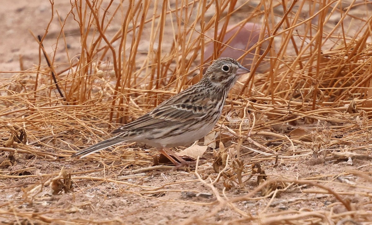 Vesper Sparrow - ML631688720