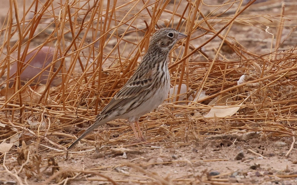 Vesper Sparrow - ML631688721