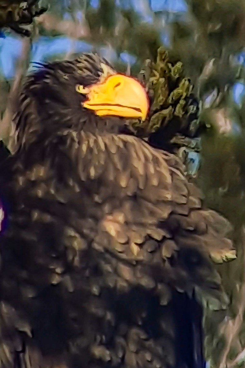 Steller's Sea-Eagle - ML631689001