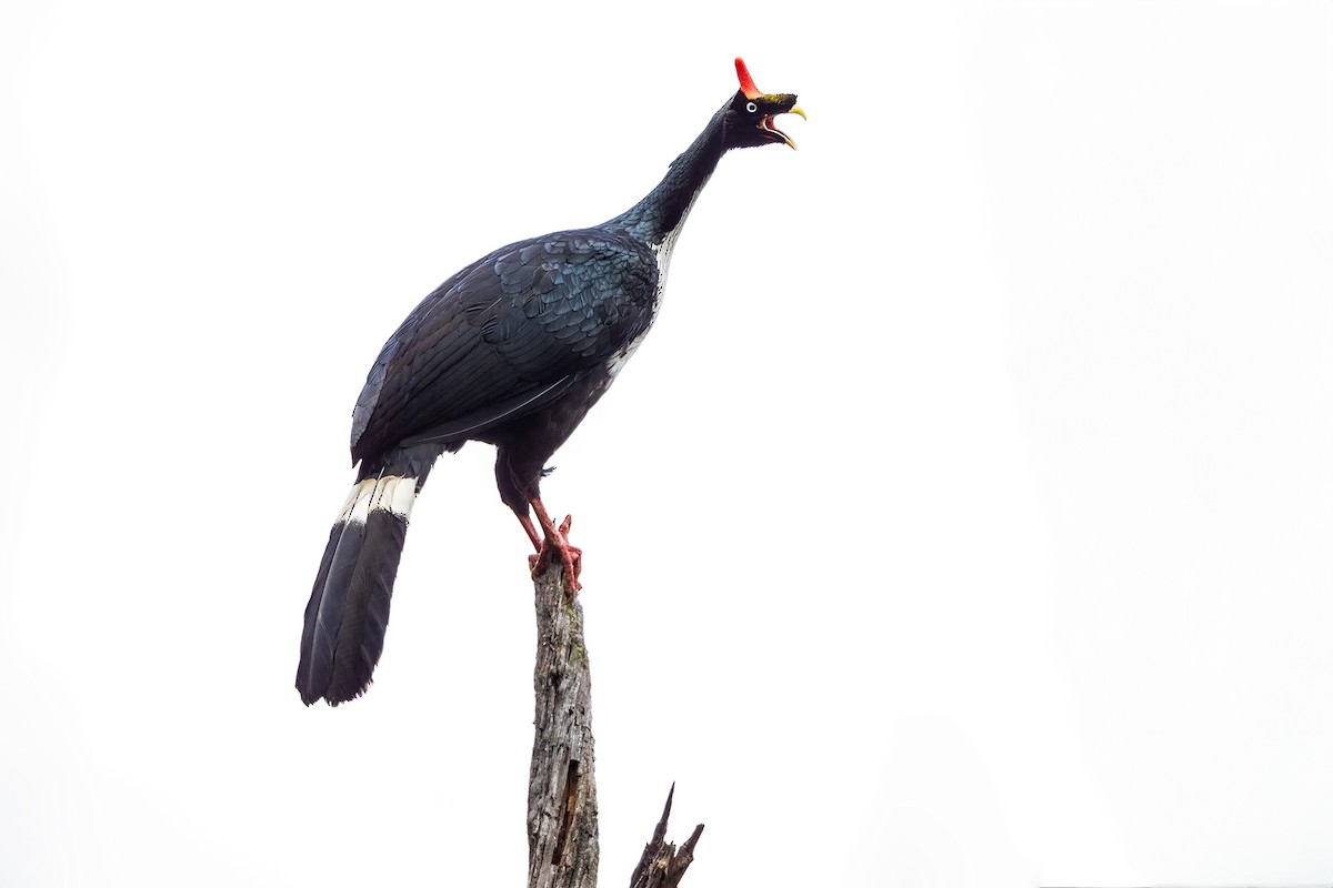Horned Guan - ML631689029