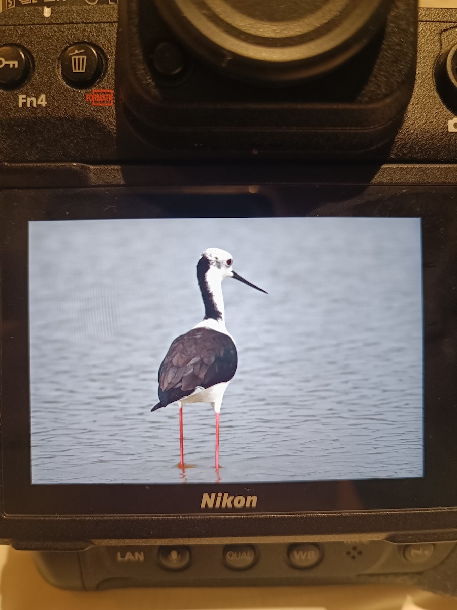 Pied Stilt - ML631689171