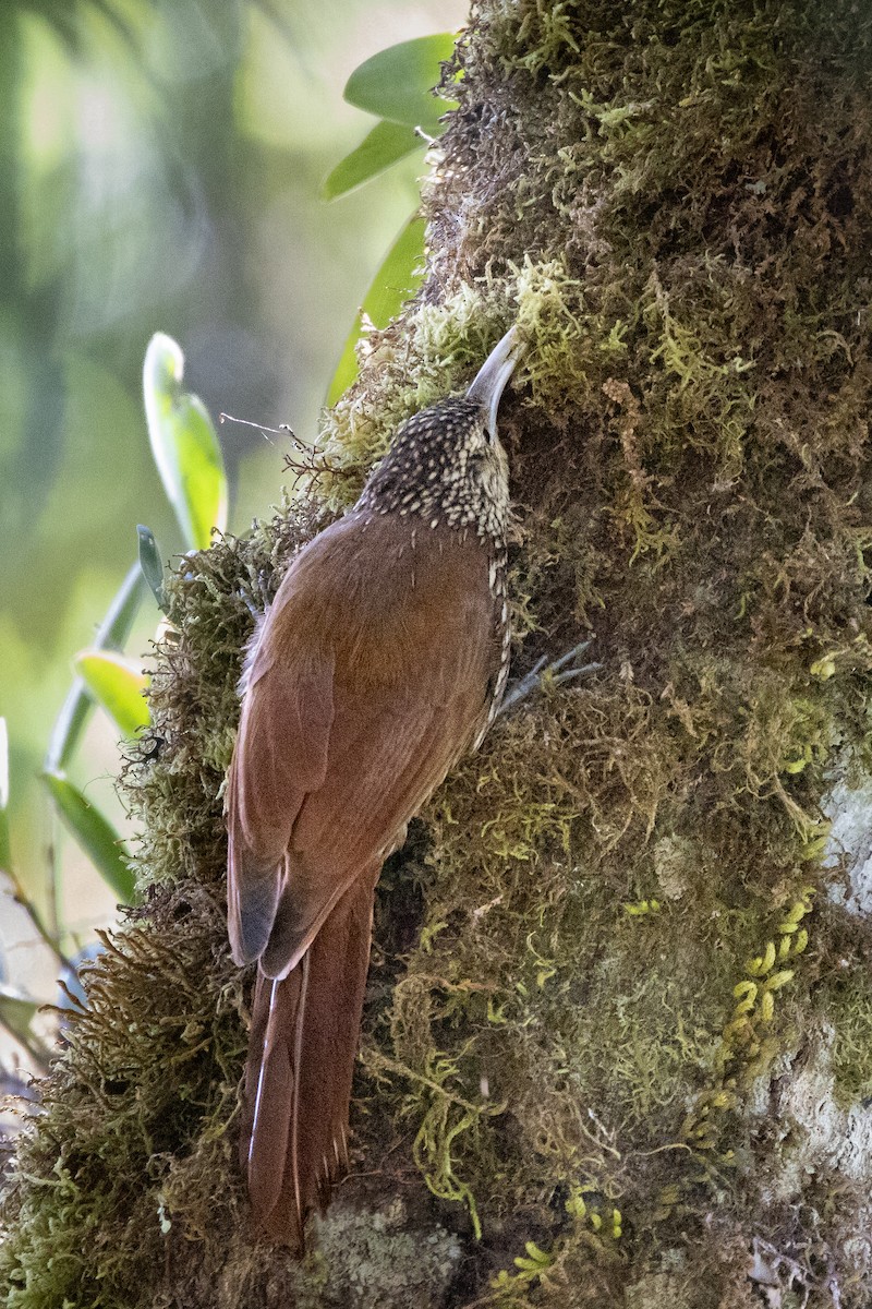 Spot-crowned Woodcreeper - ML631689253