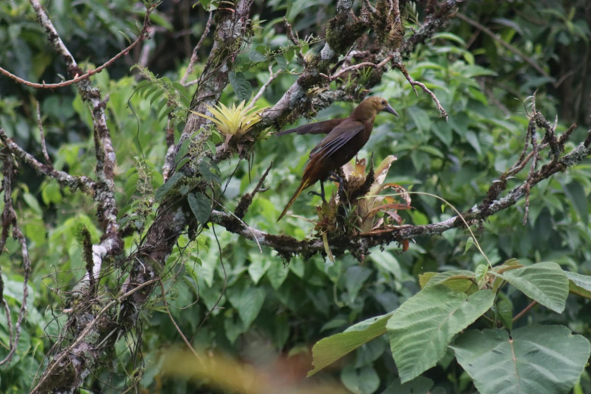 Russet-backed Oropendola - ML631689458