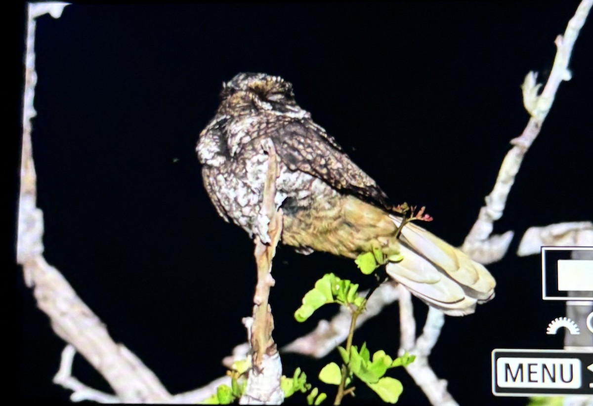 Yucatan Nightjar - ML631689476