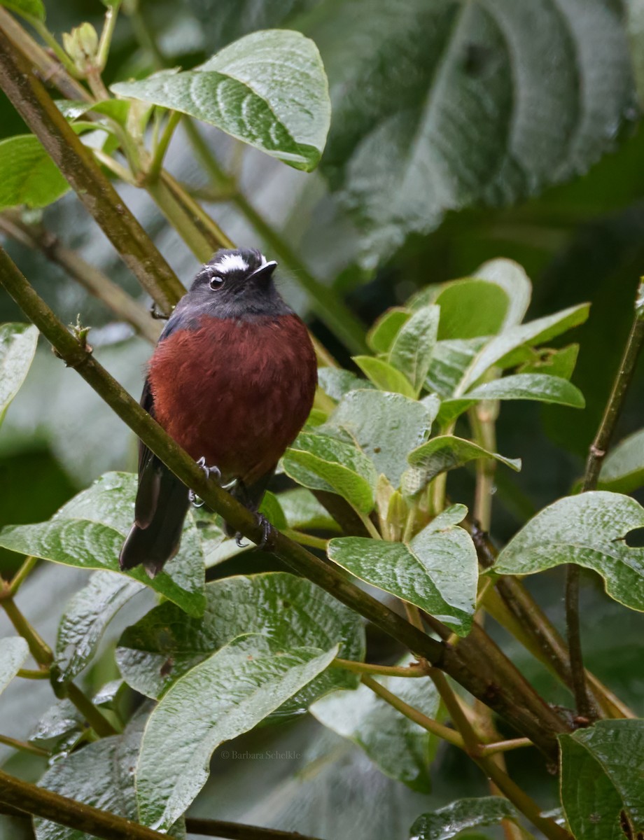 Chestnut-bellied Chat-Tyrant - ML631689494