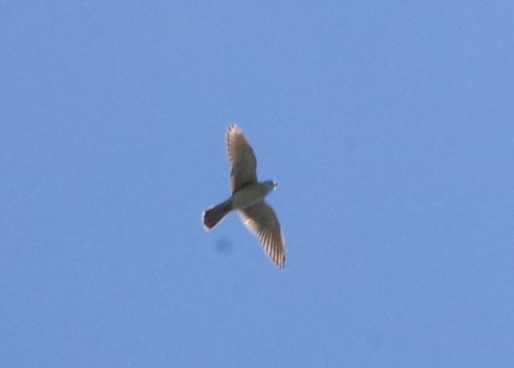 American Kestrel - ML631689580
