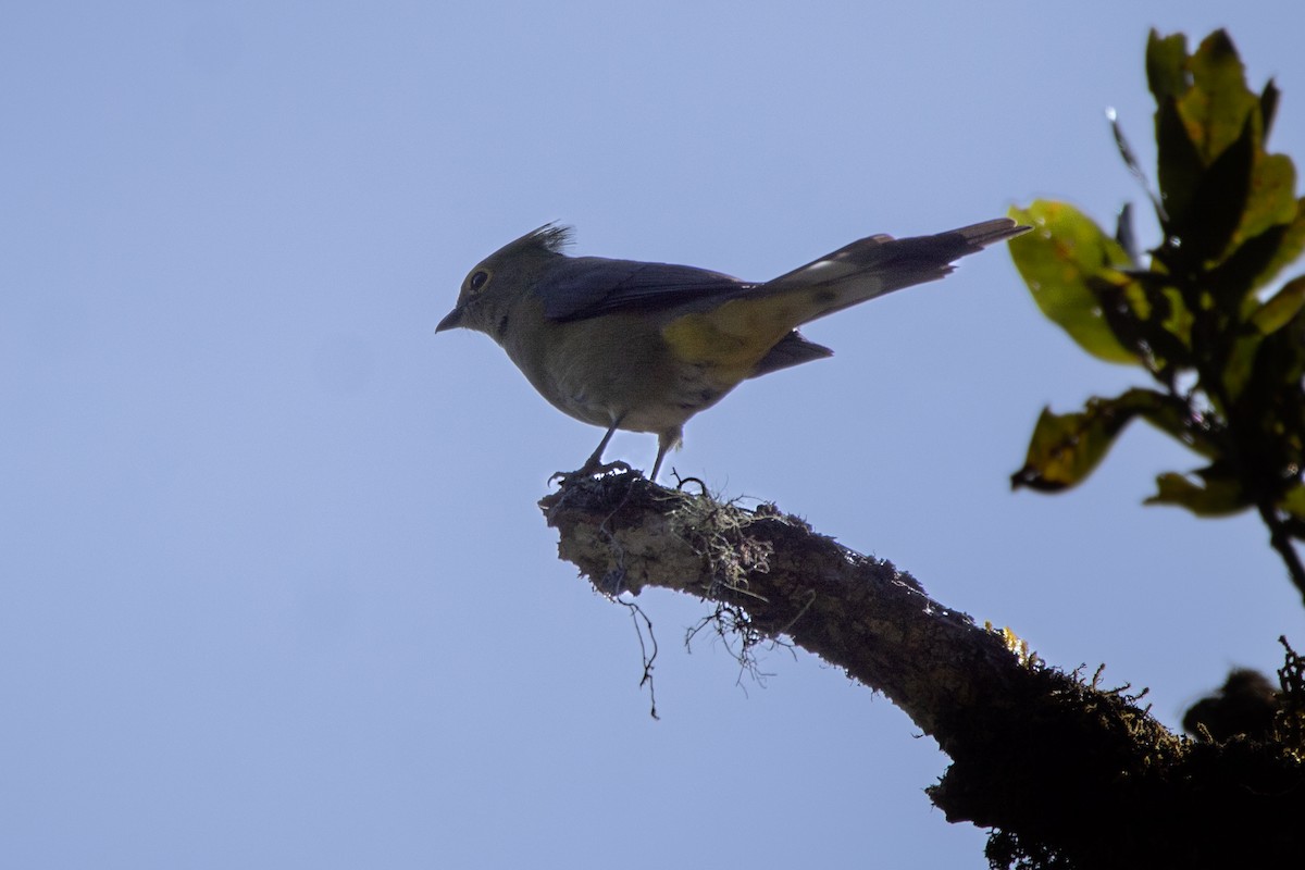 Long-tailed Silky-flycatcher - ML631689629