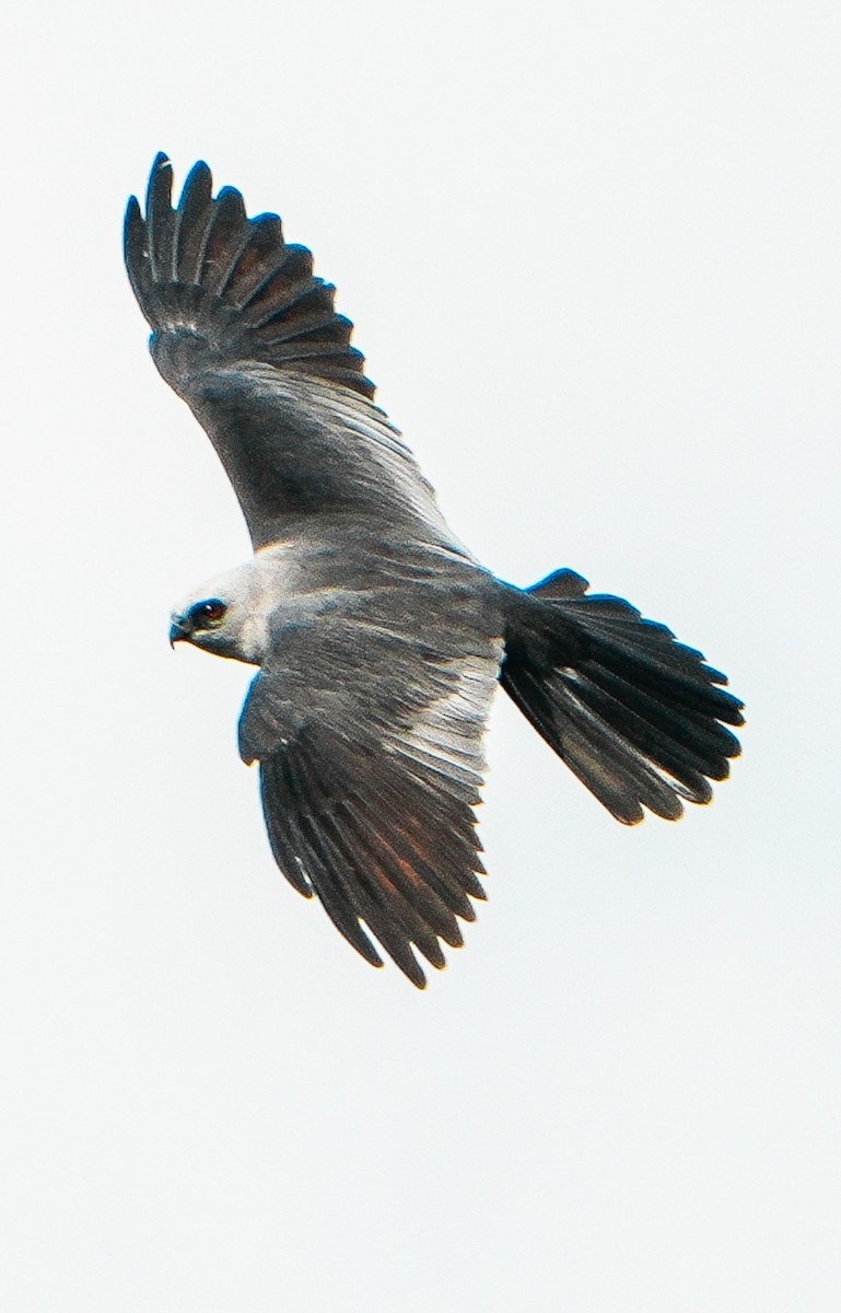 Mississippi Kite - ML631689659