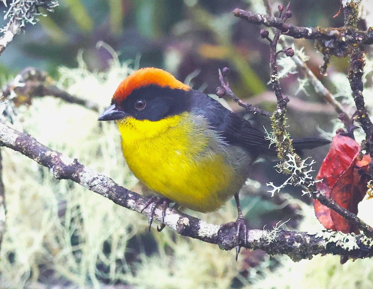 Yellow-breasted Brushfinch - ML631689875