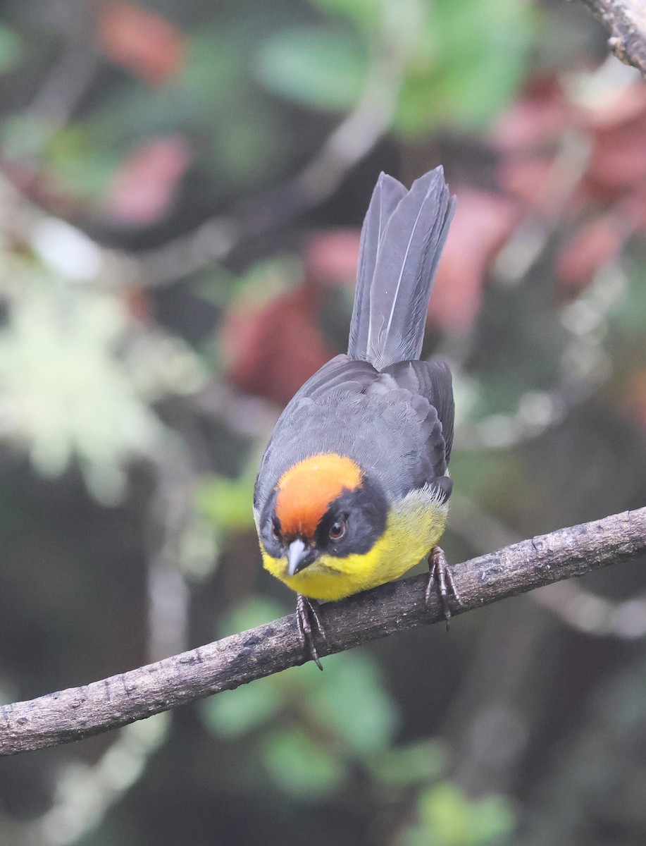 Yellow-breasted Brushfinch - ML631689876