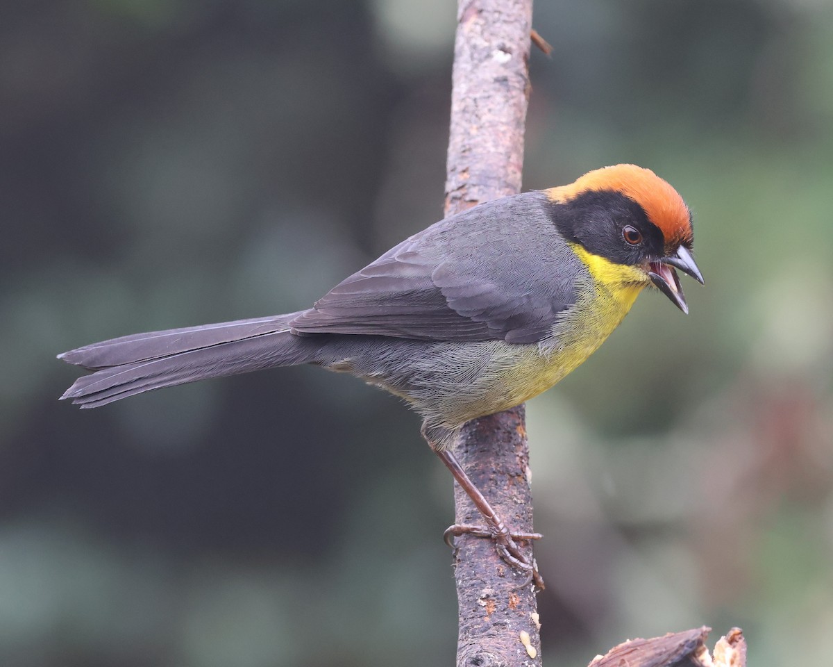 Yellow-breasted Brushfinch - ML631689878