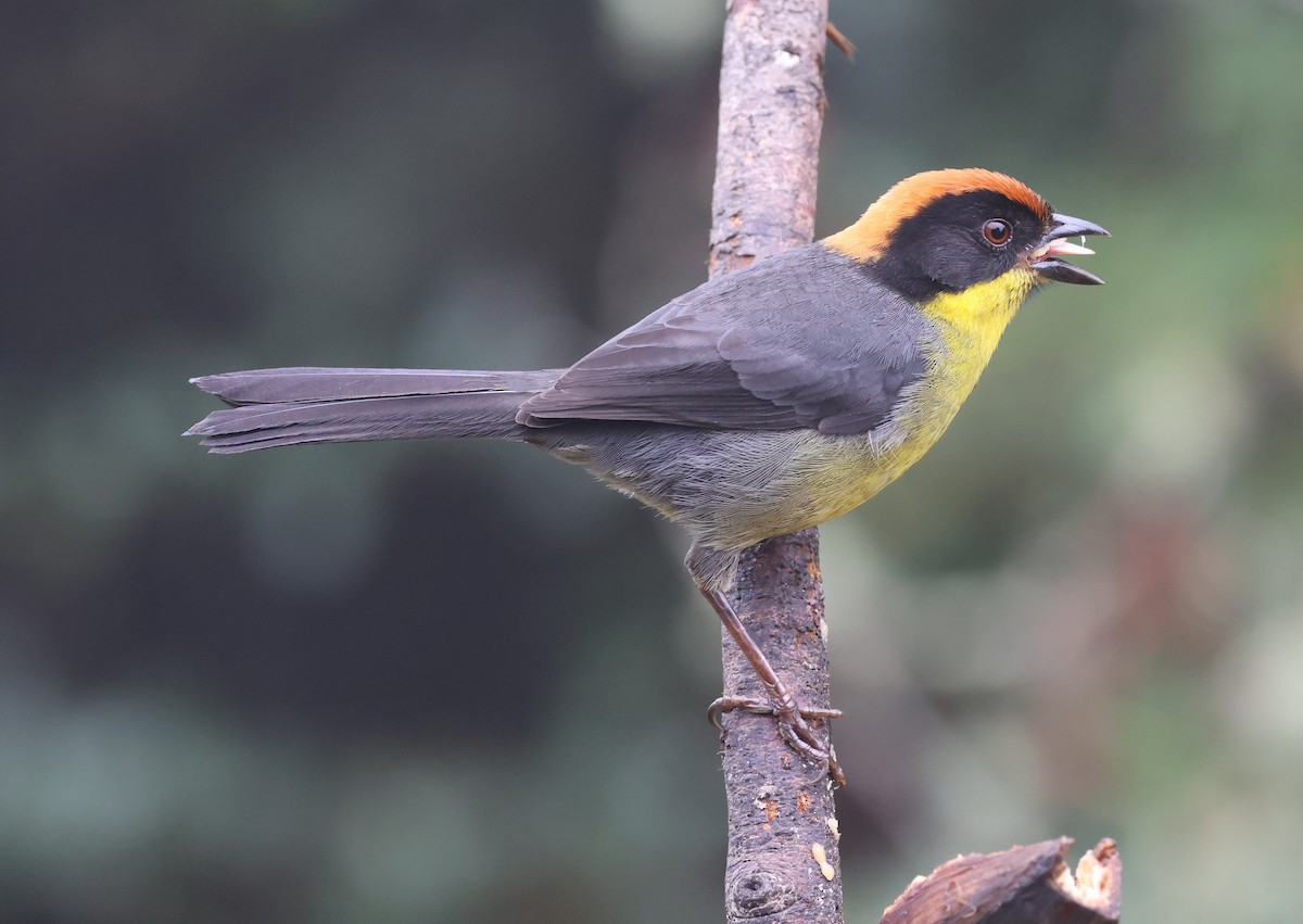 Yellow-breasted Brushfinch - ML631689879