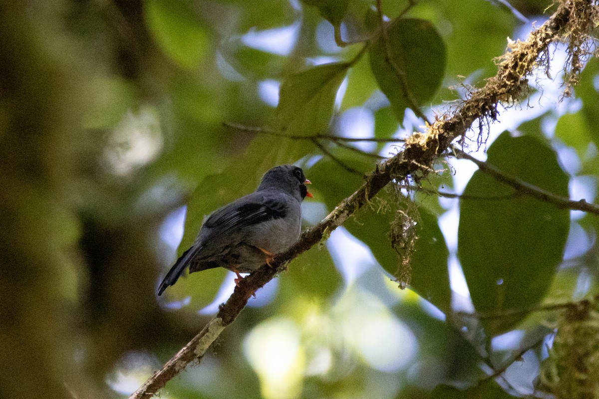 Black-faced Solitaire - ML631690011