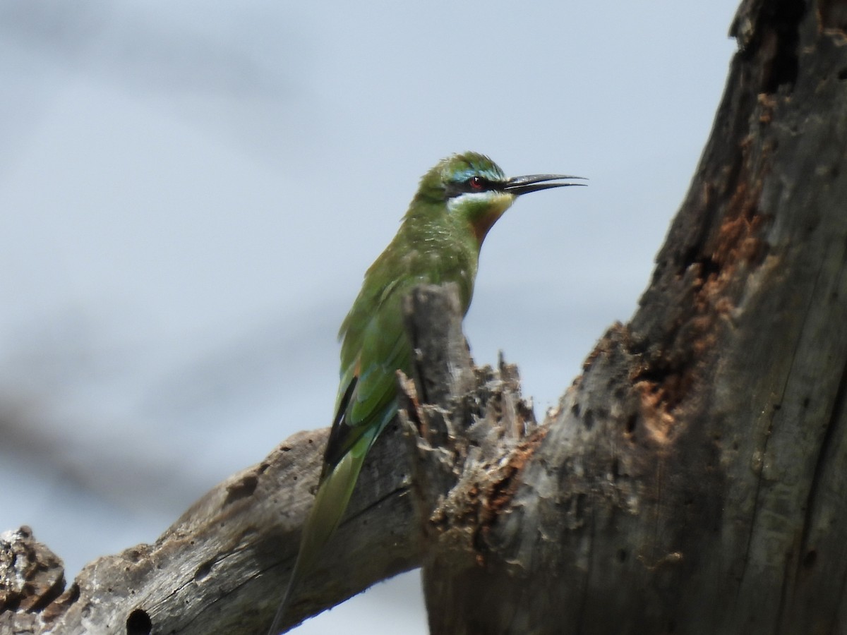 Blue-cheeked Bee-eater - ML631690228