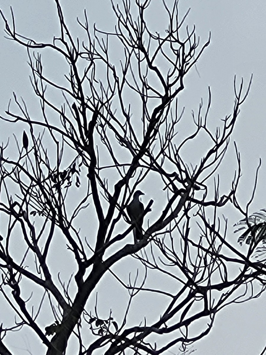 Green Imperial-Pigeon - ML631690295