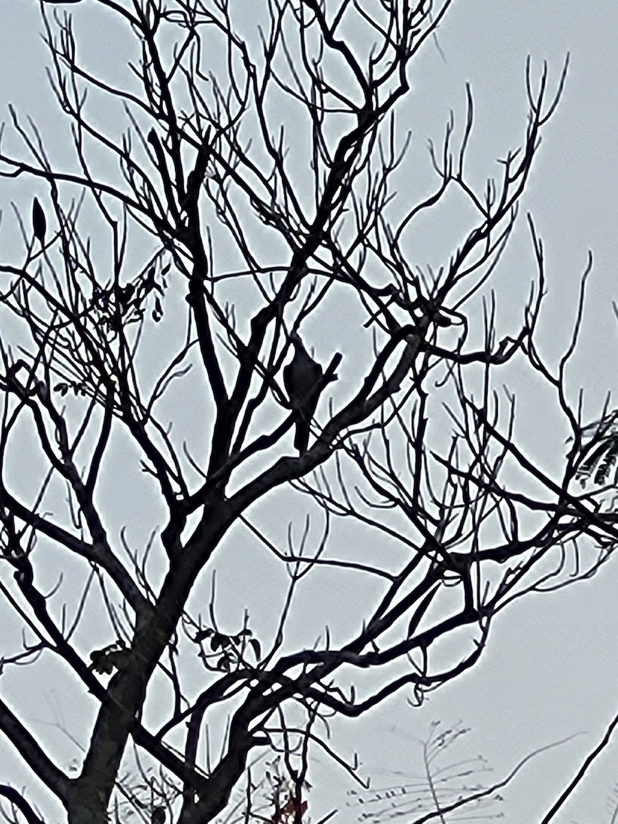 Green Imperial-Pigeon - ML631690296