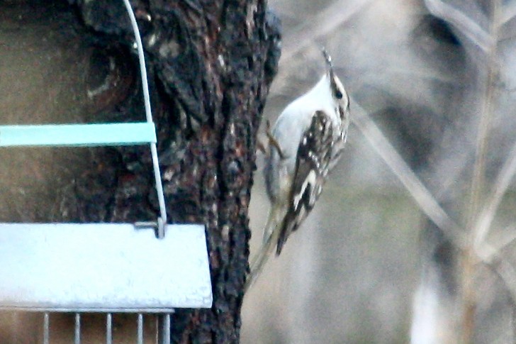 Brown Creeper - ML631690472