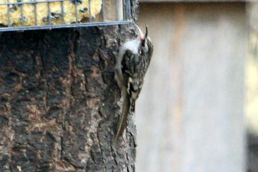 Brown Creeper - ML631690473