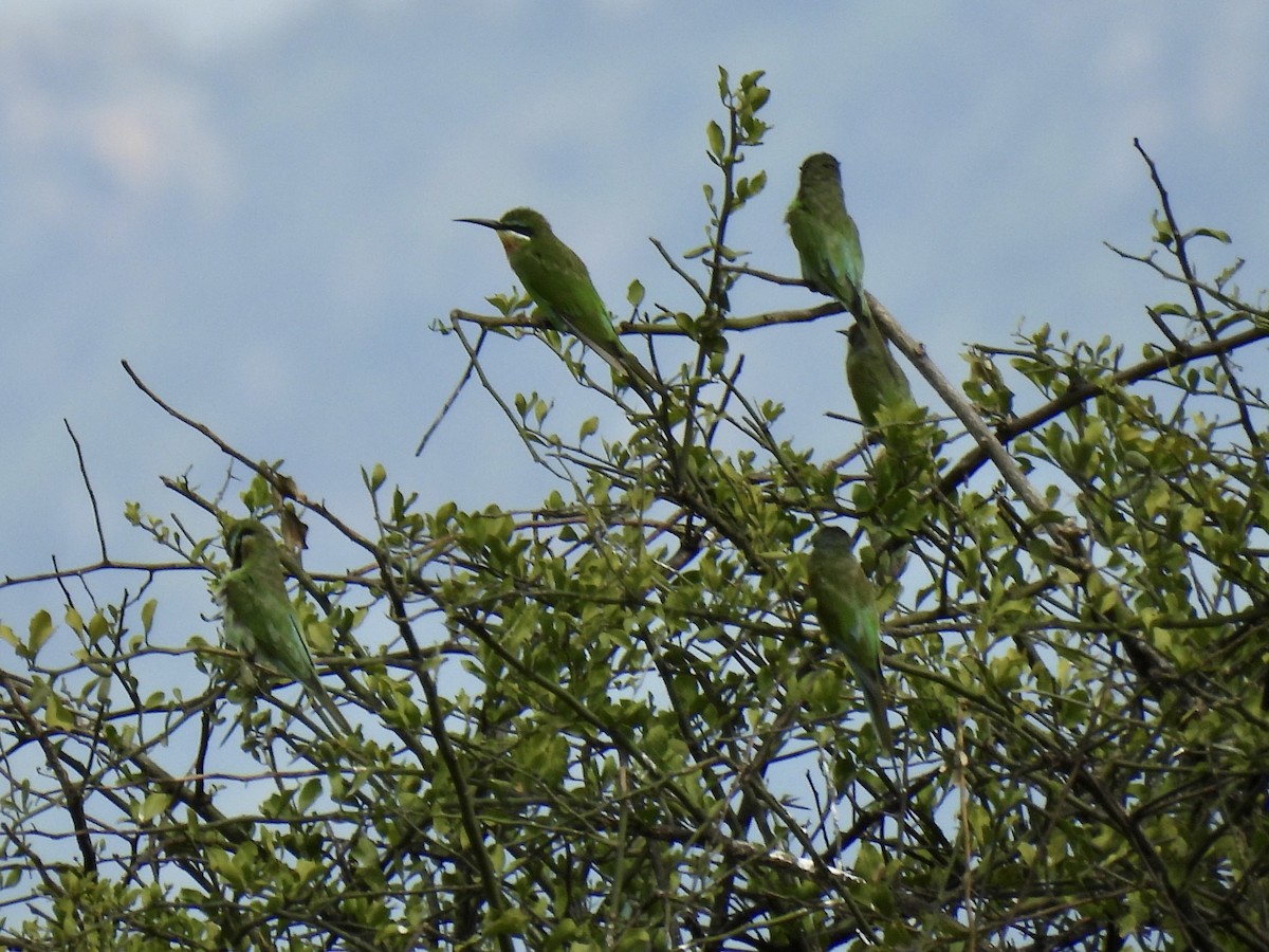 Blue-cheeked Bee-eater - ML631690728