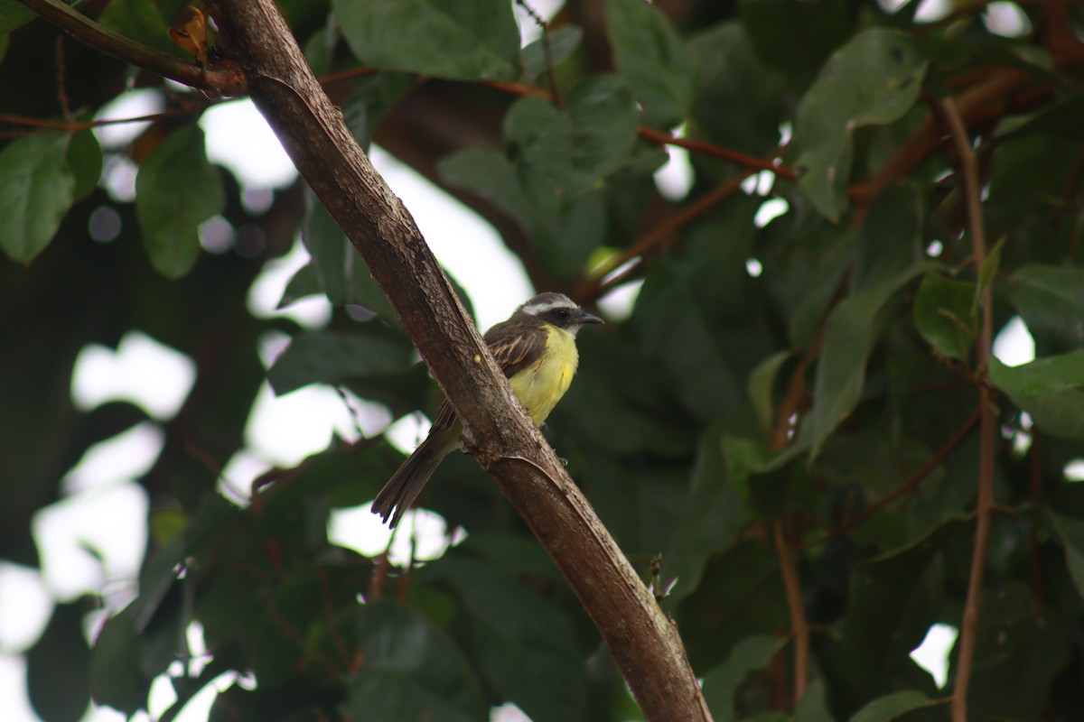 Social Flycatcher - ML631690752