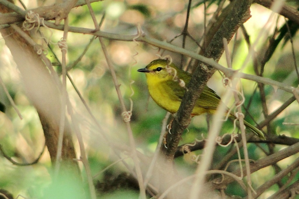 Flavescent Warbler - ML63169081