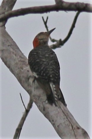 Red-bellied Woodpecker - Dick Plambeck