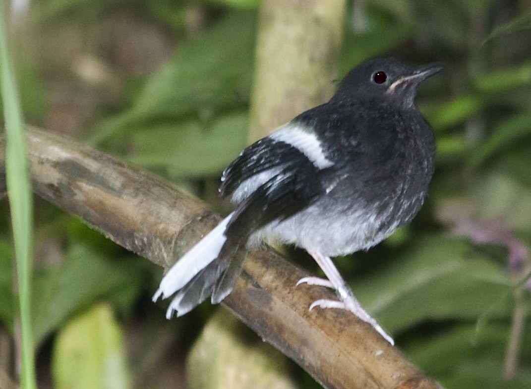 Bornean Forktail - ML631690954