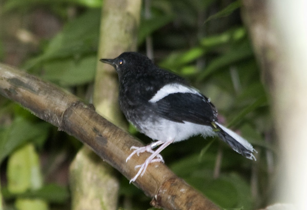Bornean Forktail - ML631690955