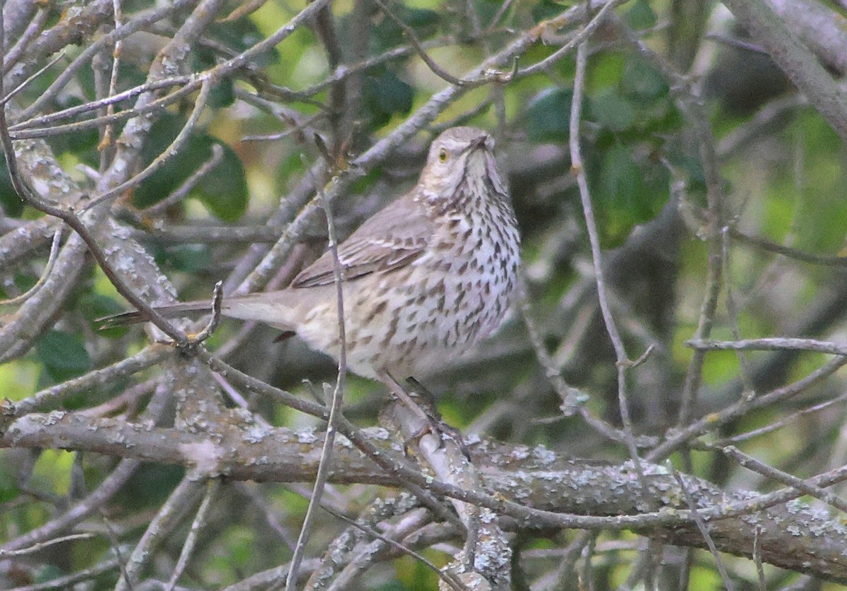 Sage Thrasher - ML631690968