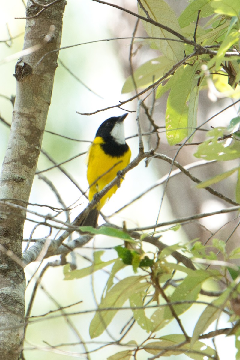 Golden Whistler - ML631690984