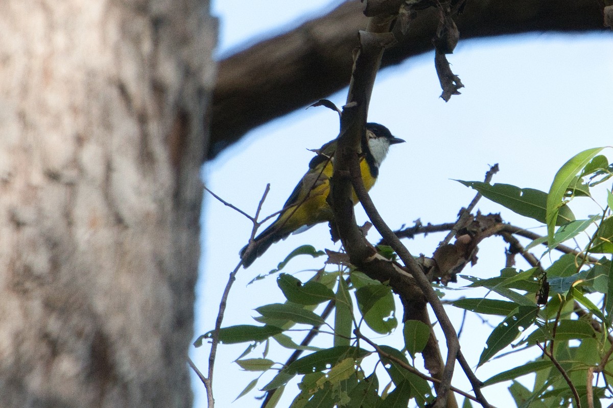 Golden Whistler - ML631690985