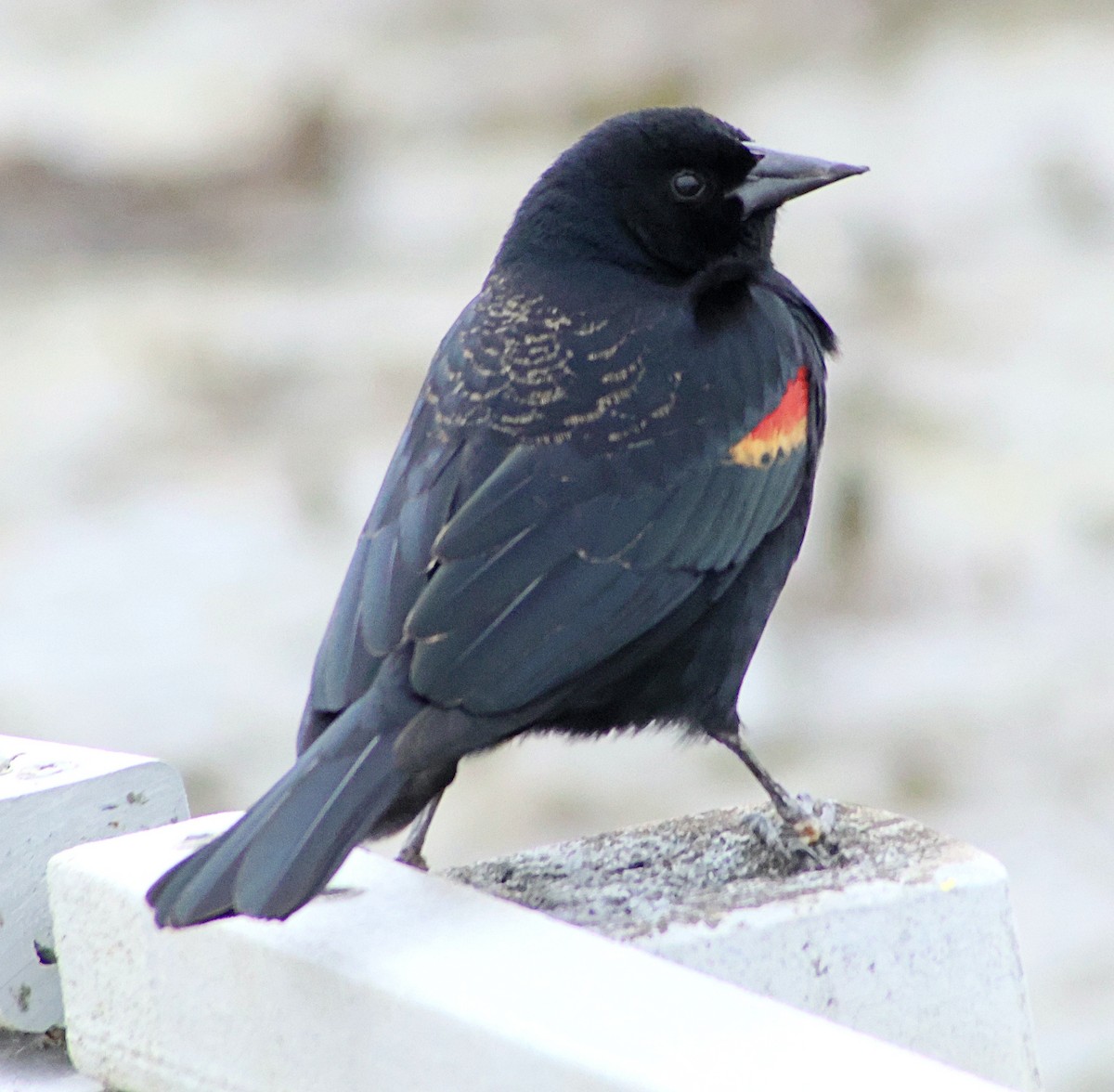 Red-winged Blackbird - ML631690986