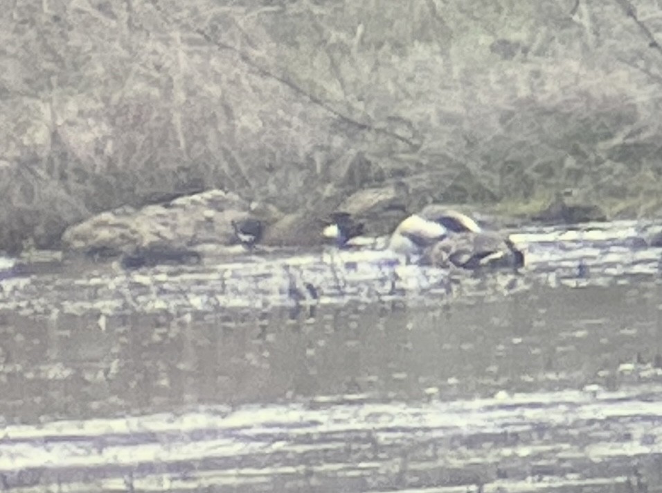 Blue-winged Teal - ML631691003