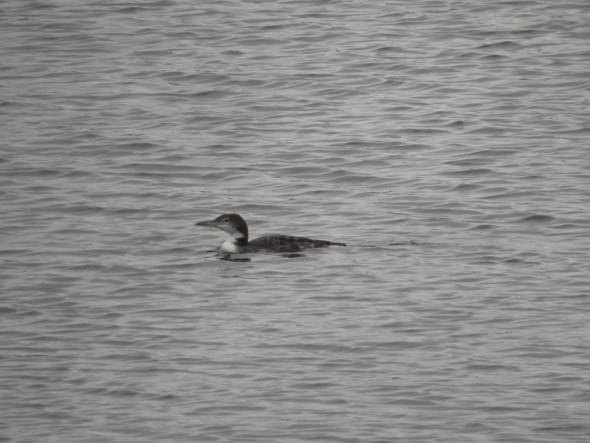Common Loon - ML631691120