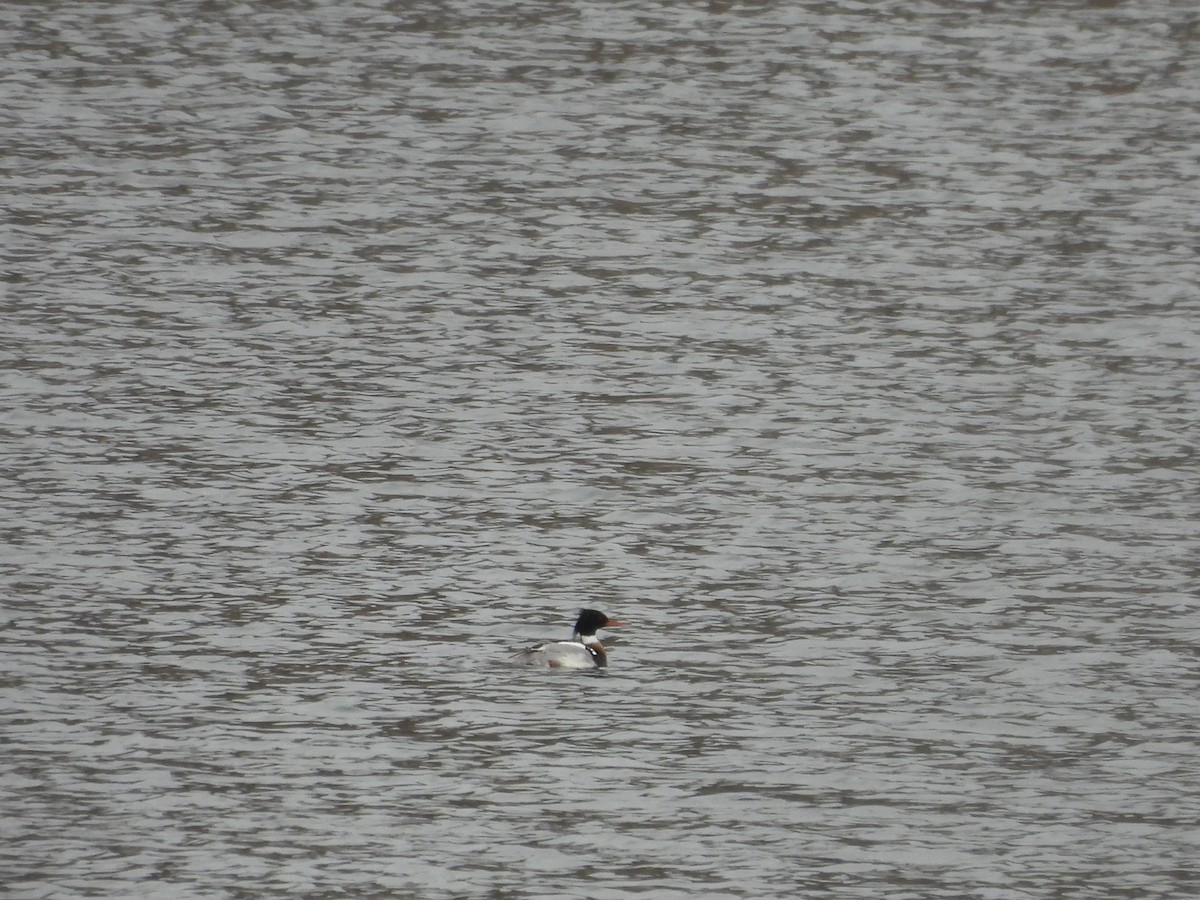 Red-breasted Merganser - ML631691141