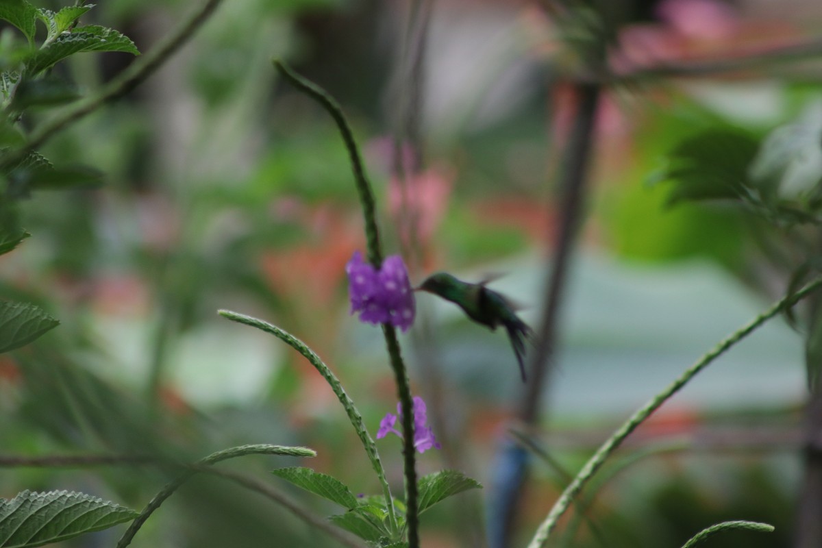 Golden-crowned Emerald - ML631691188