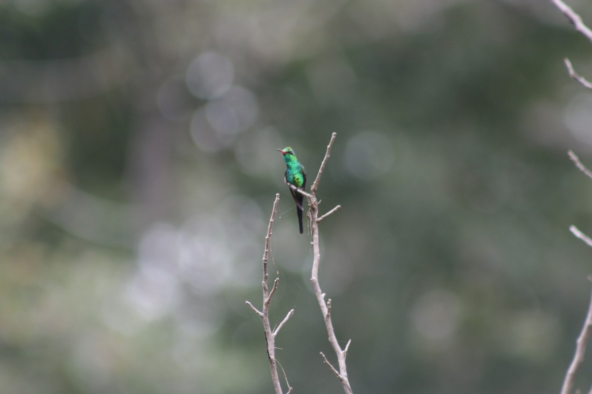Golden-crowned Emerald - ML631691393