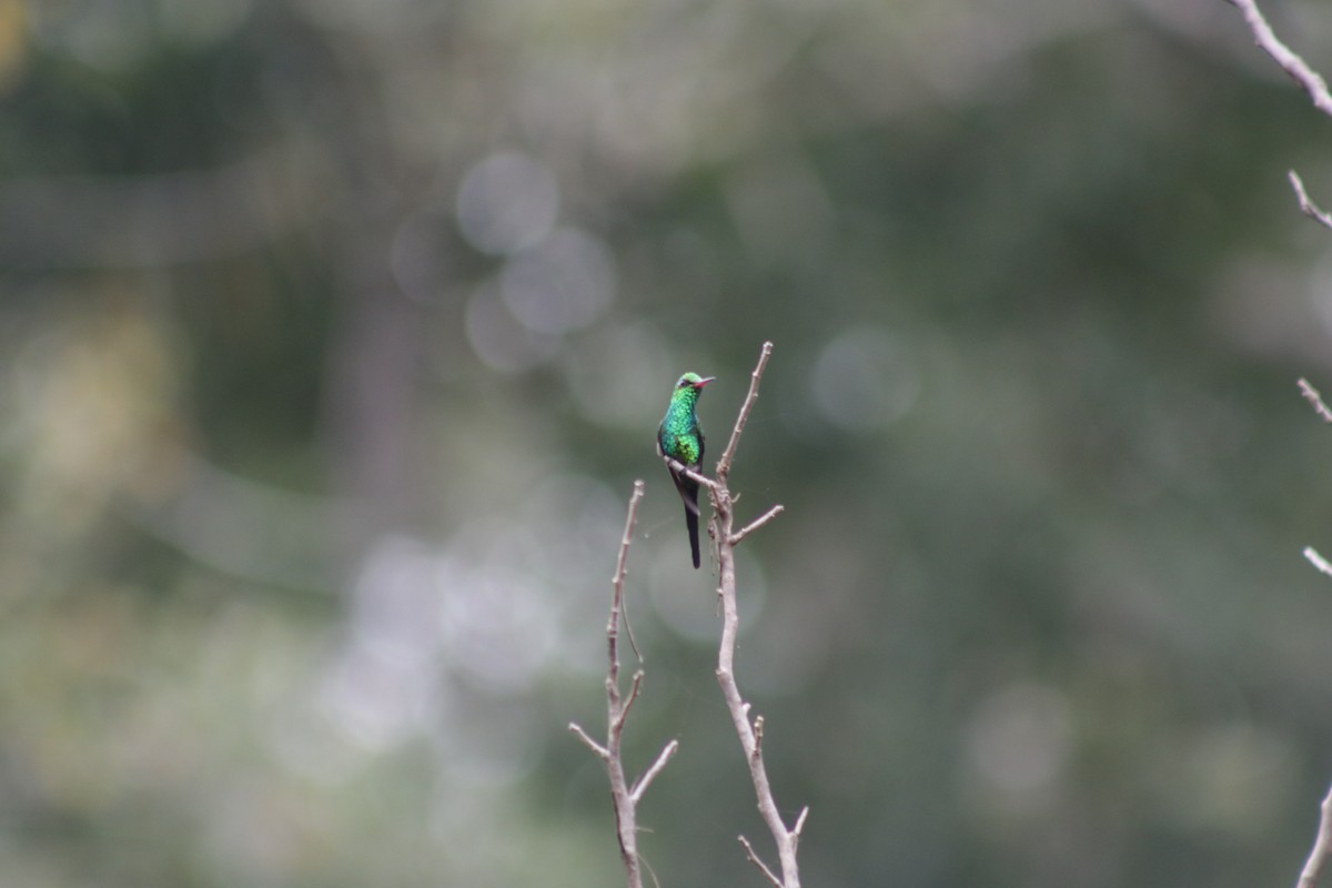 Golden-crowned Emerald - ML631691394