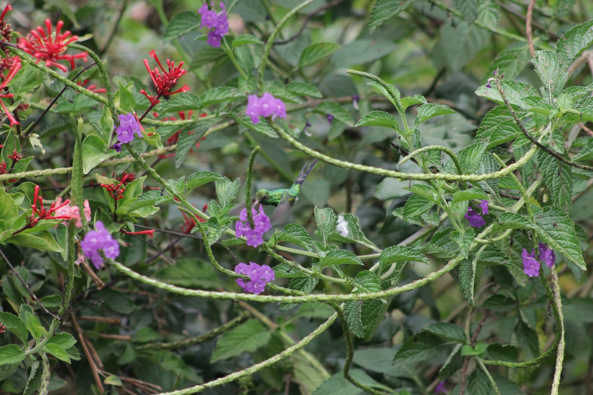 Golden-crowned Emerald - ML631691395