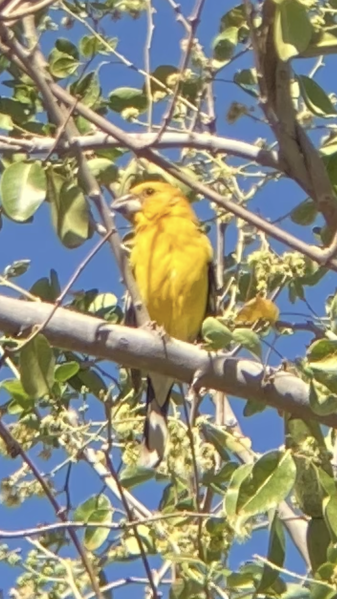 Yellow Grosbeak - ML631691504