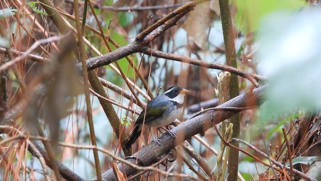 Saffron-billed Sparrow - ML631692003