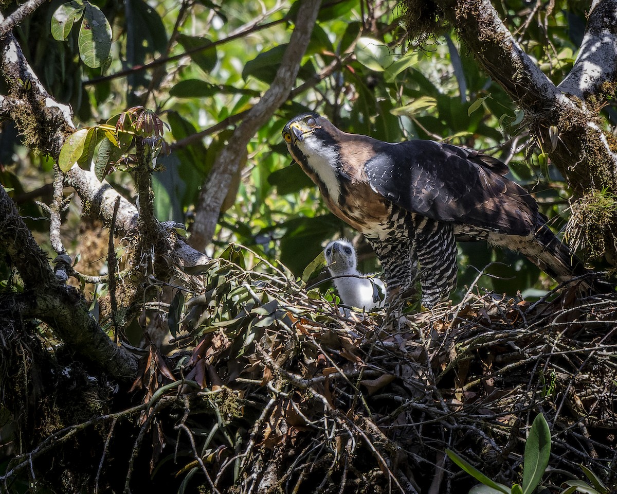 Ornate Hawk-Eagle - ML631692053