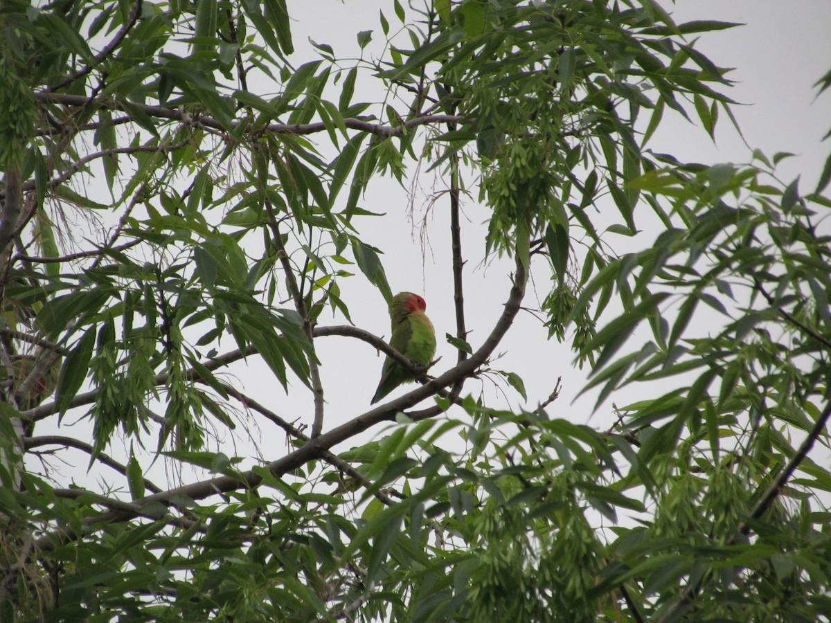 Rosy-faced Lovebird - ML631692652