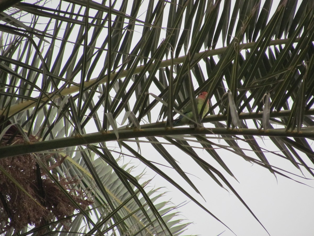 Rosy-faced Lovebird - ML631692662